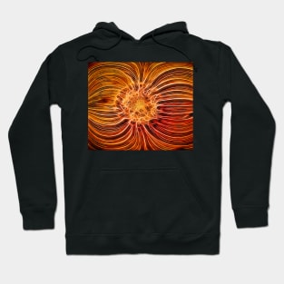 Orange gazania glowing Hoodie